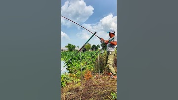 Câu cá tra sông bằng cám R1 và R2 #camr1 #camr3 #camr2