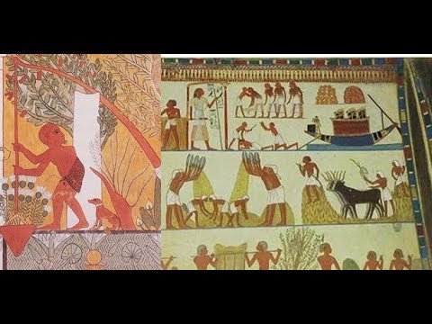 古代エジプトの作物
