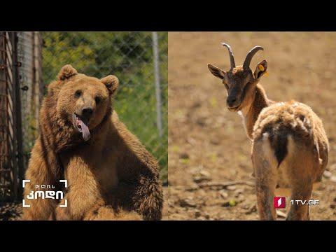 #დღისკოდი ცხოველთა სამყარო #LIVE