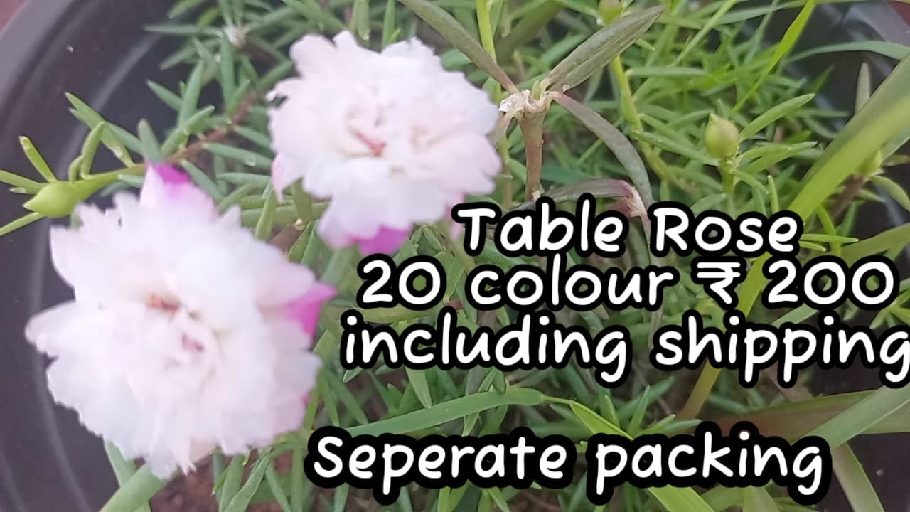 Table rose sale 4 April