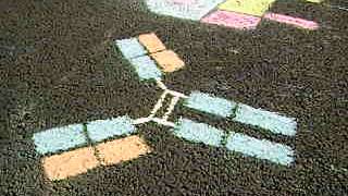 Immunology, Follicular Dendritic Cells