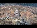 Another visit by a buzzard to loch arkaig osprey nest one 24 mar 2024 zoom