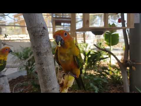 Young Jandaya conures