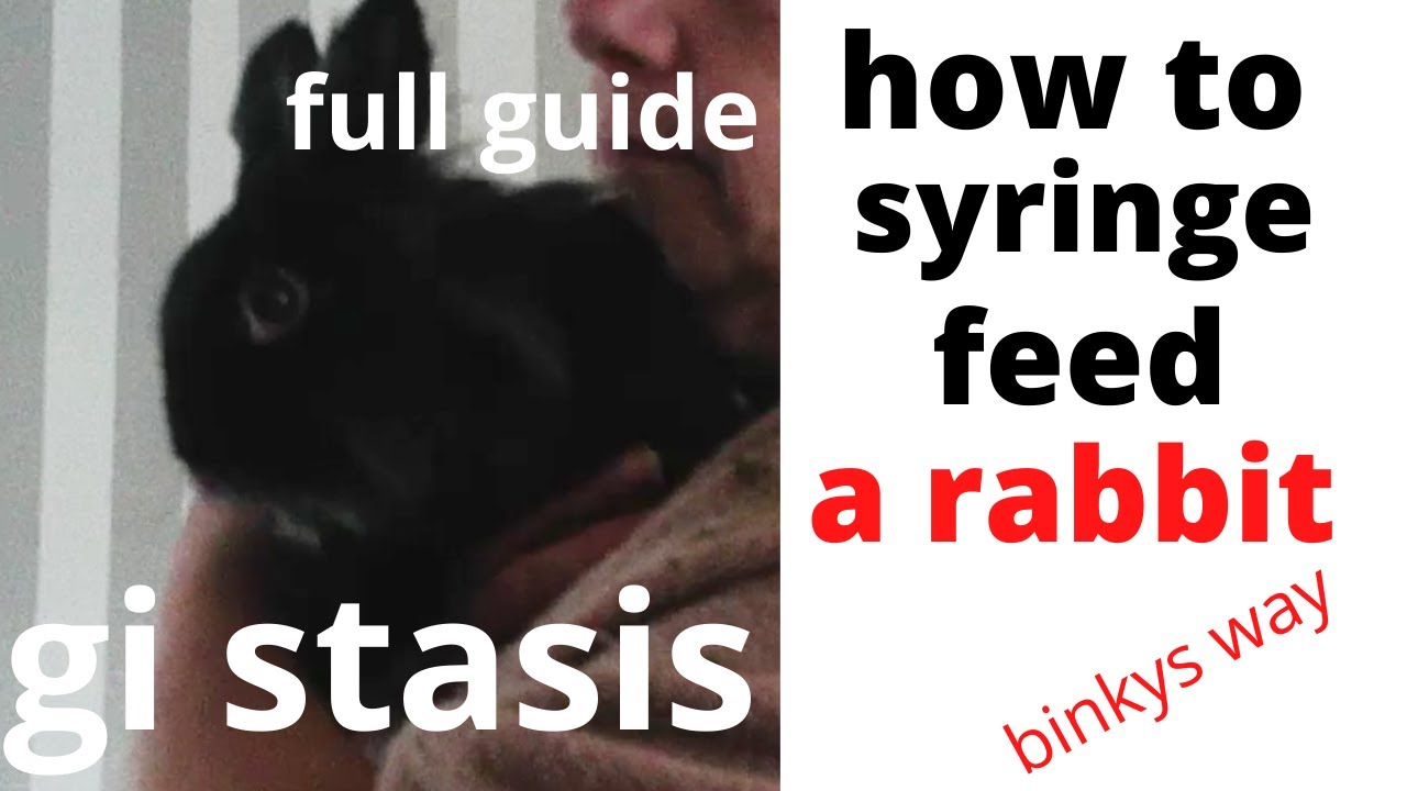 gi stasis treatment and how to syringe feed a sick rabbit YouTube