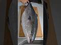 10キロのブリを熟成させ刺身を最高に美味くする方法 #ブリ #熟成魚 #魚の捌き方