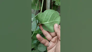 Dodi Ni Bhaji Jivanti In Sanskrit Healthyvegetables Baji Harvesting Forhealth Trendingshorts 