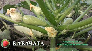 Посадка и Выращивание кабачат БОЛЬШОЙ УРОЖАЙ КАБАЧКОВ ВАМ ОБЕСПЕЧЕН