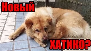 Собака, которая целыми днями ждёт хозяина на станции | Новый Хатико | Преданная собака ждет