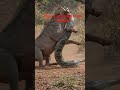 python win kasongo in a fight #python #kasongan #fighting #viral #viralshorts