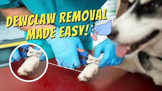 Tips for Trimming Your Dog's Dew Claw!