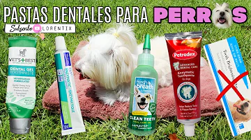 ¿Son buenos los palillos dentales para los perros?