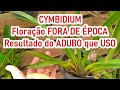 Dicas Dona Maria - CYMBIDIUM - Floração FORA DE ÉPOCA, resultado do ADUBO que USO