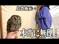 鳥恐怖症の妻に初めてフクロウを合わせてみた結果…