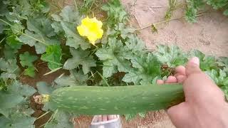 How to Grow RIDGE GOURD At Home in 60 Days | Easy Gardening Tips