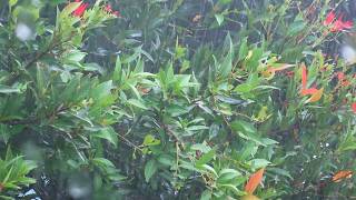 Rain to Sleep 🌦️ Relaxing Rain Sounds Sleep Aid for Deep Rest and Stress Relief