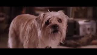 Big Bird, Kermit and Cookie Monster cameos in The Lion King 4: All the Time in the World