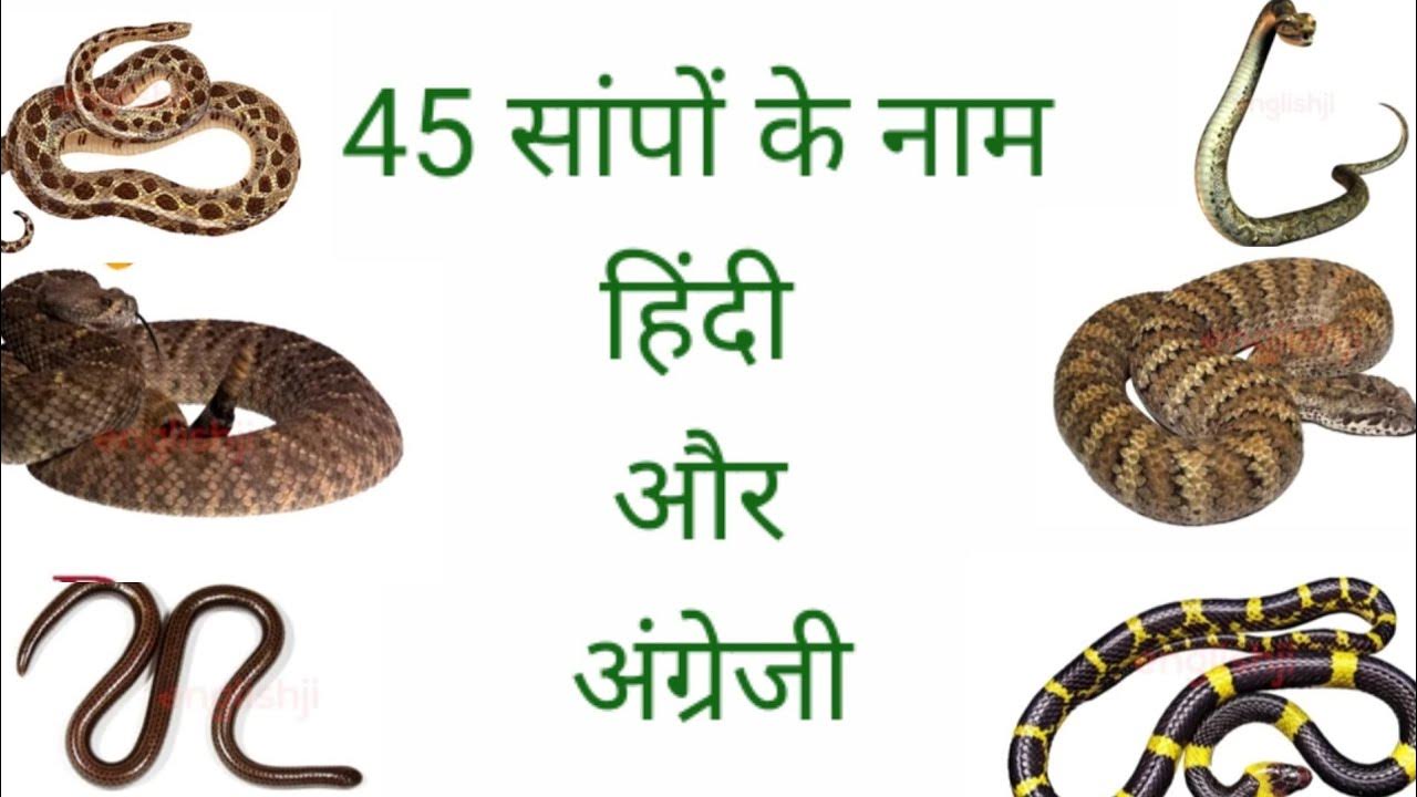 45 Snakes name Hindi and English YouTube