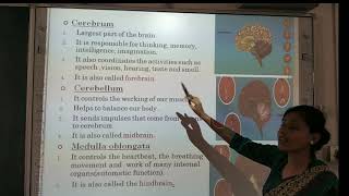 Class- 5 / Science Chapter-5 ( The Nervous System -Summary)