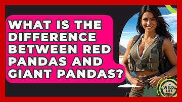 What Is The Difference Between Red Pandas And Giant Pandas? - The Wild Life Explorer
