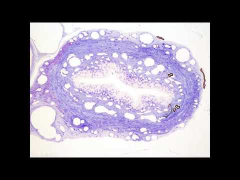 Histología de los