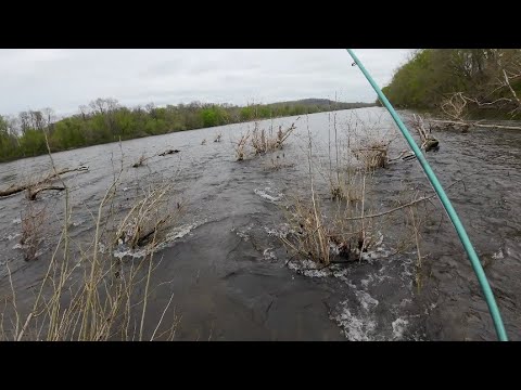 American Shad on the Delaware River April 2024 – 5 Species!!