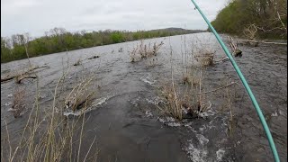 American Shad on the Delaware River April 2024 - 5 Species!!