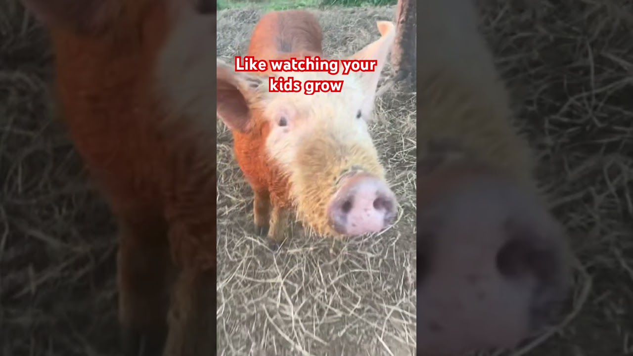 Watching them grow every day.. 