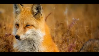 fox animal wallpaper screenshot 2