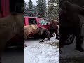 Bear Vs Bear Ultimate Ice Fighting Comedyfilms Wildlife