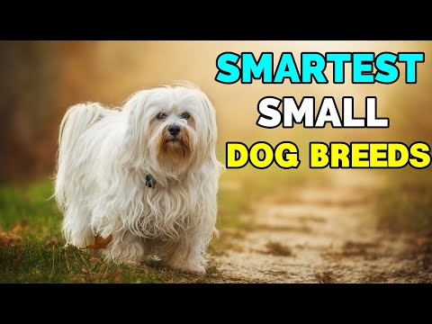 Video: 5 Miniatur Anjing Kecil Terbaik