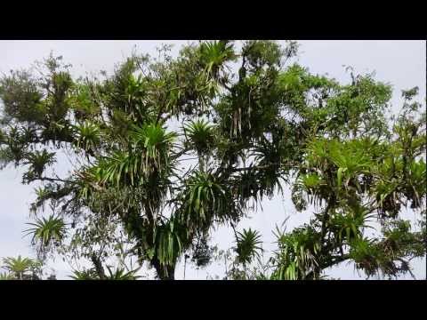 Videó: Növények A Szeretet Vonzására. 3. Rész