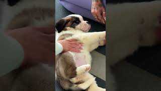 Celebrity POV: You finally get to do puppy yoga with St. Bernard puppies 🤭🥹 Net Worth