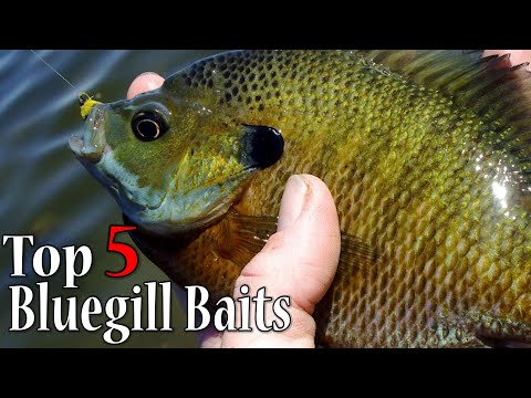 5 Best Bluegill Baits! Catch More Panfish with these Baits! 