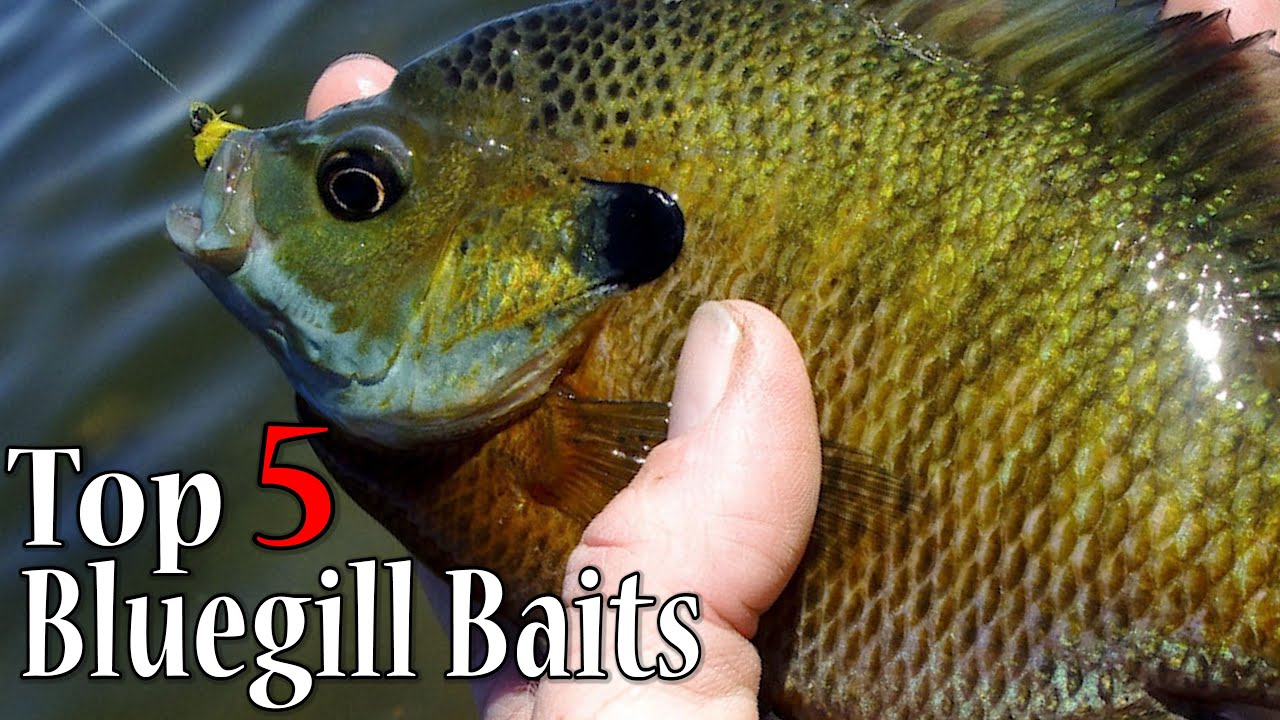 5 Best Bluegill Baits! Catch More Panfish with these Baits! 