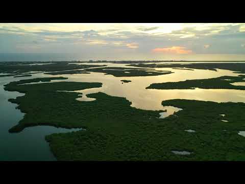 Video: Edgewater Florida Barn Bodde Med Döda Djur