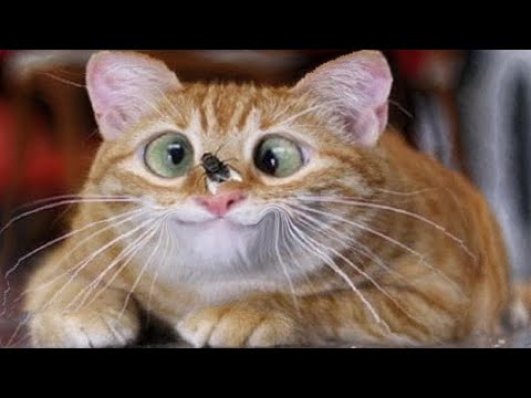 Видео: смешные животные pets haus