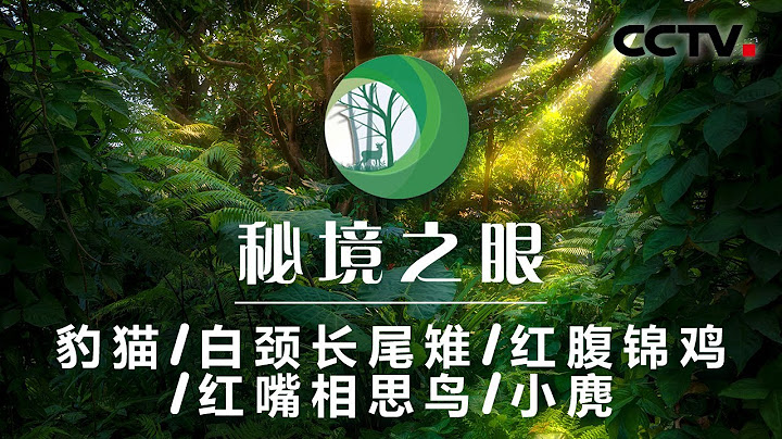探秘南山国家公园 一大批可爱的“动物居民”纷纷登场！ | CCTV「秘境之眼」20210220 - 天天要闻