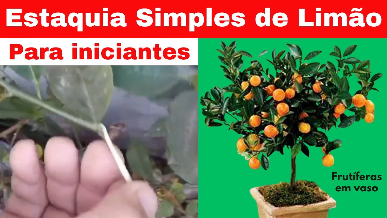 Como fazer Estaquia de Limão, Cravo