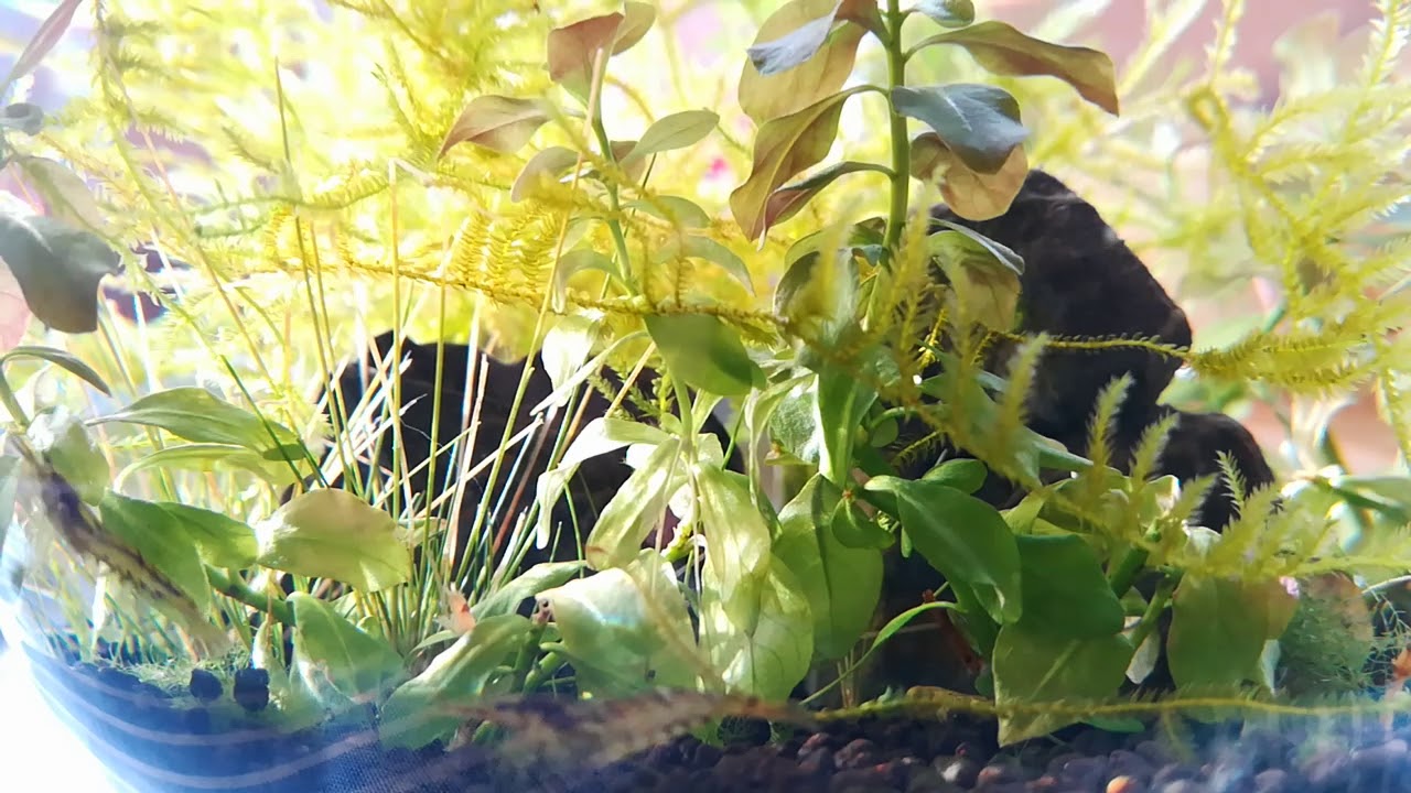 Today s Shrimps 03Jul2020 YouTube