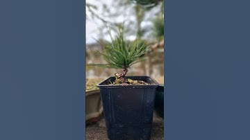 And another one😅 #bonsai #pine #lord #fyp #fy #wire #bend #pluck #starter #howto #diy