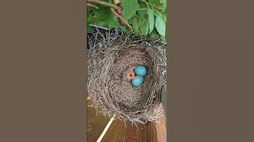 American Robin Nest: Journey from Egg to Newborn Babies 🐣🧡