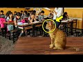 Eine streunende Katze kam jeden Tag in den Matheunterricht und dann passierte das Undenkbare!