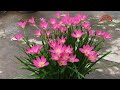 This is a beautiful flower that blooms when it rains | grow rain lilies at home