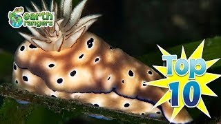 Top 10 Spotted Underwater Animals Earth Rangers