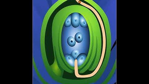 Double fécondation végétale
