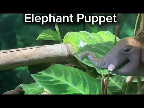 Elephant puppet meets the emerald tree boa  