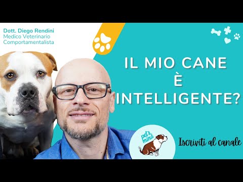 Video: Quanto è intelligente il tuo cane?