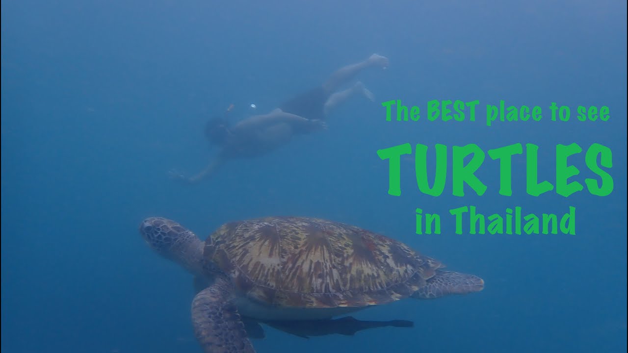 The BEST way to see TURTLES in Thailand Koh Tao Island YouTube