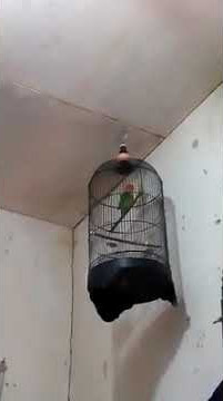 love bird ngekek merem melek