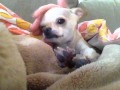 Lazy Chihuahua Day